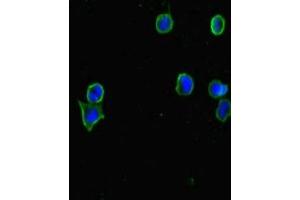 Immunofluorescent analysis of MCF-7 cells using ABIN7147459 at dilution of 1:100 and Alexa Fluor 488-congugated AffiniPure Goat Anti-Rabbit IgG(H+L)