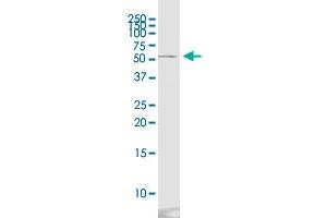 CD276 monoclonal antibody (M13), clone 4E12. (CD276 antibody  (AA 237-358))