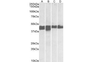 ABIN1590020 (0. (CKM antibody  (N-Term))