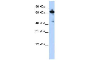 SLC9A8 antibody used at 1 ug/ml to detect target protein. (NHE8 antibody)