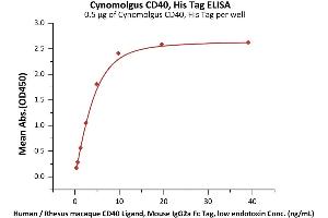 Immobilized Cynomolgus CD40, His Tag (ABIN2870588,ABIN2870589) at 5 μg/mL (100 μL/well) can bind Human / Rhesus macaque CD40 Ligand, Mouse IgG2a Fc Tag, low endotoxin (ABIN5954903,ABIN6253627) with a linear range of 0.
