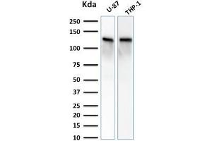 Western Blot Analysis of U-87 and THP-1 cell lysate using VCL Mouse Monoclonal Antibody (VCL/2572). (Vinculin antibody  (AA 174-322))
