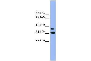 OR2D3 antibody  (C-Term)