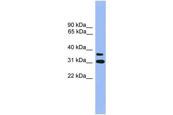 OR2D3 antibody  (C-Term)