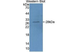Western Blotting (WB) image for anti-Platelet-Activating Factor Acetylhydrolase 1b, Catalytic Subunit 3 (29kDa) (PAFAH1B3) (AA 28-231) antibody (ABIN1860117) (PAFAH1B3 antibody  (AA 28-231))
