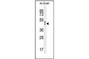 Western blot analysis of HEXIM1 antibody (Center) in mouse liver tissue lysates (35ug/lane).
