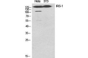 Western Blot (WB) analysis of specific cells using IRS-1 Polyclonal Antibody. (IRS1 antibody  (Ser616))