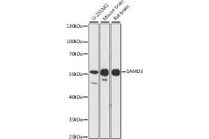 Western blot analysis of extracts of various cell lines, using S antibody (ABIN7270592) at 1:1000 dilution. (SAMD3 antibody  (AA 1-210))