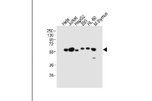 All lanes : Anti-PDCD4 Antibody (Center) at 1:2000 dilution Lane 1: Hela whole cell lysate Lane 2: Jurkat whole cell lysate Lane 3: HepG2 whole cell lysate Lane 4: 293 whole cell lysate Lane 5: HL-60 whole cell lysate Lane 6: Mouse thymus tissue lysate Lysates/proteins at 20 μg per lane. (PDCD4 antibody  (AA 121-149))