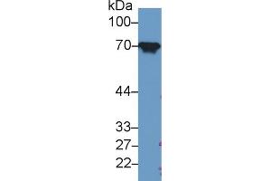 Western Blot; Sample: Rat Liver lysate; Primary Ab: 1µg/ml Rabbit Anti-Human HSPA8 Antibody Second Ab: 0. (Hsc70 antibody  (AA 534-615))