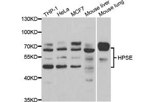 Western blot analysis of extracts of various cell lines, using HPSE antibody (ABIN5973355) at 1/1000 dilution. (HPSE antibody)