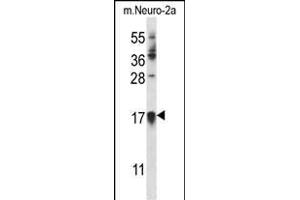CDKN1A Antibody (C-term) (ABIN657391 and ABIN2846432) western blot analysis in mouse Neuro-2a cell line lysates (35 μg/lane). (p21 antibody  (C-Term))