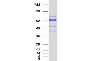 Validation with Western Blot (GMP Synthase Protein (Myc-DYKDDDDK Tag))