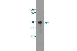 Western blot analysis of bovine retinal extracts using SAG monoclonal antibody, clone S128  at 1:5000 dilution. (SAG antibody  (C-Term))