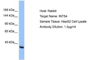 Host: Rabbit Target Name: INTS4 Sample Type: HepG2 Whole cell lysates Antibody Dilution: 1.