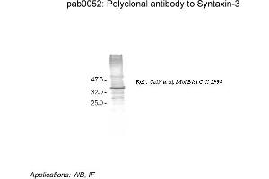 Image no. 2 for anti-Syntaxin 3 (STX3) (Cytoplasmic Domain) antibody (ABIN347000) (STX3 antibody  (Cytoplasmic Domain))