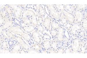 Detection of BMP7 in Bovine Kidney Tissue using Polyclonal Antibody to Bone Morphogenetic Protein 7 (BMP7) (BMP7 antibody  (AA 123-393))