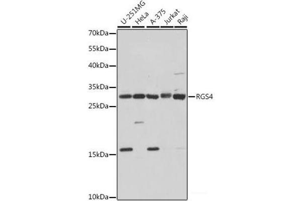 RGS4 antibody