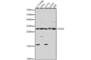 Western blot analysis of extracts of various cell lines using RGS4 Polyclonal Antibody at dilution of 1:1000.