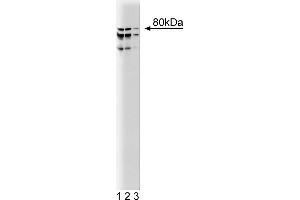 Western Blotting (WB) image for anti-Coilin (COIL) (AA 226-332) antibody (ABIN968730) (Coilin antibody  (AA 226-332))