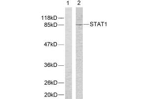 Western Blotting (WB) image for anti-Signal Transducer and Activator of Transcription 1, 91kDa (STAT1) (Tyr701) antibody (ABIN1848155) (STAT1 antibody  (Tyr701))