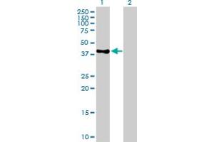 Western Blot analysis of POLE expression in transfected 293T cell line by POLE MaxPab polyclonal antibody. (POLE antibody  (AA 1-370))