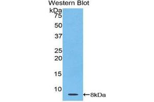 Western Blotting (WB) image for anti-Thymosin beta-4 (TMSB4X) (AA 1-44) antibody (ABIN1078566) (TMSB4X antibody  (AA 1-44))