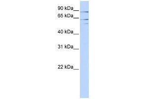 XPNPEP2 antibody used at 1 ug/ml to detect target protein. (XPNPEP2 antibody)