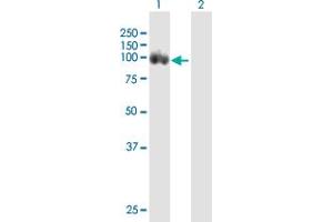 Western Blot analysis of DAB2 expression in transfected 293T cell line by DAB2 MaxPab polyclonal antibody. (DAB2 antibody  (AA 1-770))