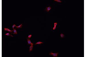 ABIN6276818 staining HepG2?