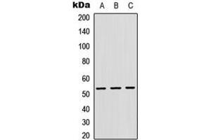 Western blot analysis of Cathepsin F expression in HEK293T (A), Raw264. (Cathepsin F antibody  (Center))
