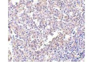 Immunohistochemistry (IHC) image for anti-Lymphocyte Antigen 96 (LY96) (AA 2-160) antibody (ABIN492534) (LY96 antibody  (AA 2-160))