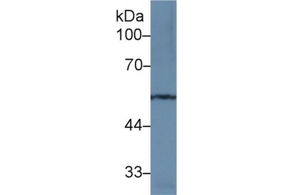 MMP12 antibody  (AA 100-286)