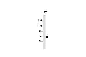 K562 cell lysate (20ug) probed with bsm-51033M ACOX1 (153CT43. (ACOX1 antibody)