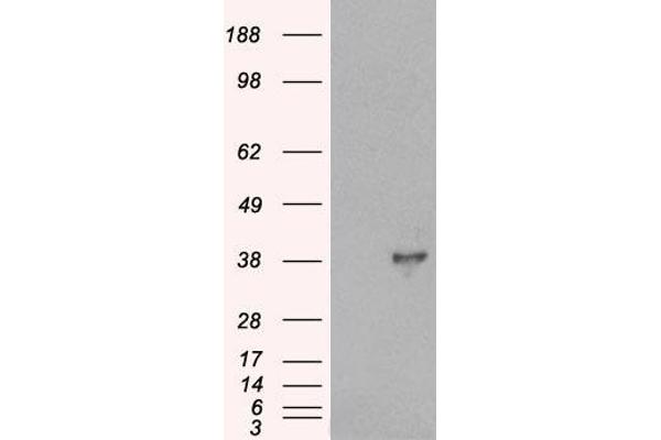 DOK5 antibody  (C-Term)
