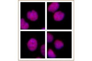 MMSET / WHSC1 antibody (mAb) tested by immunofluorescence. (WHSC1 antibody  (AA 1-647))