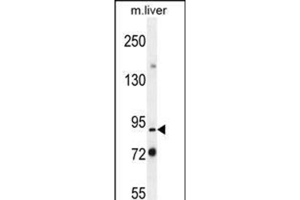 PARP9 anticorps  (N-Term)