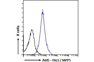 Flow Cytometry (FACS) image for anti-Membrane Protein, Palmitoylated 5 (MAGUK P55 Subfamily Member 5) (MPP5) (N-Term) antibody (ABIN185150)