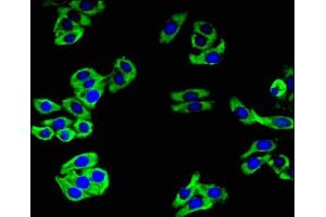 Immunofluorescent analysis of HepG2 cells using ABIN7146310 at dilution of 1:100 and Alexa Fluor 488-congugated AffiniPure Goat Anti-Rabbit IgG(H+L) (CAMLG antibody  (AA 1-189))