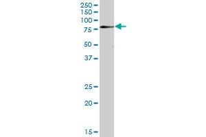 ZNF266 MaxPab polyclonal antibody. (ZNF266 antibody  (AA 1-263))