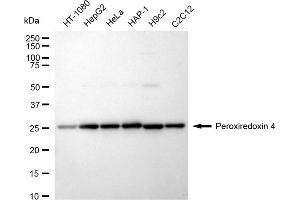 Western blotting analysis using Peroxiredoxin 4 antibody (ABIN7799779). (Recombinant Peroxiredoxin 4 antibody)