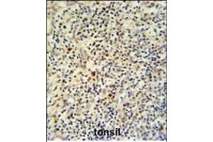FLI-1 Antibody (N-term) (ABIN390410 and ABIN2840799) IHC analysis in formalin fixed and paraffin embedded human tonsil tissue followed by peroxidase conjugation of the secondary antibody and DAB staining.