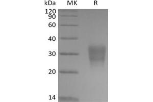 FZD8 Protein (Biotin,His-Avi Tag)