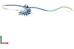 AlphaFold protein structure predicition of Human Recombinant CIP2A Protein, UniprotID Q8TCG1