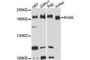 Western blot analysis of extracts of various cell lines, using PASK antibody. (PASK antibody)