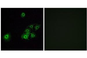 Immunofluorescence analysis of A549 cells, using OR4C15 antibody. (OR4C15 antibody  (C-Term))
