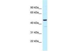 Image no. 1 for anti-Ubiquinol-Cytochrome C Reductase Core Protein I (UQCRC1) (AA 84-133) antibody (ABIN6747827) (UQCRC1 antibody  (AA 84-133))