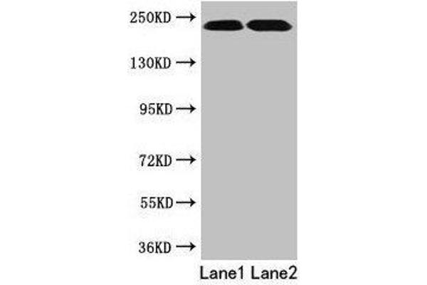 TLN2 antibody  (AA 88-406)