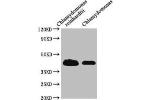 Western Blot Positive WB detected in: Chlamydomonas reinhardtii tissue, Chlamydomonas tissue All lanes: RB38 antibody at 1:1000 Secondary Goat polyclonal to rabbit IgG at 1/50000 dilution Predicted band size: 45 kDa Observed band size: 45 kDa (Chloroplast-Targeted RNA-Binding Protein (RB38) (AA 1-382) antibody)