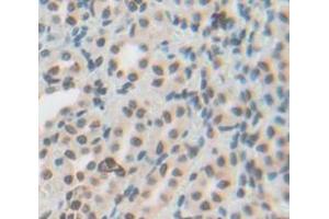IHC-P analysis of Rat Tissue, with DAB staining. (NR1D2 antibody  (AA 249-578))